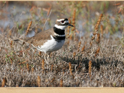 Killdeer