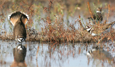 Killdeer, Displaying 