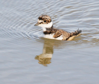 Killdeer Chick, Swimming