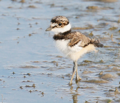 Killdeer Chick 