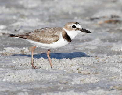 Wilson's Plover