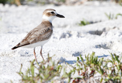 Wilson's Plover 