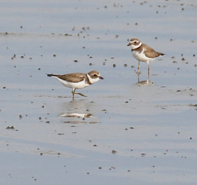 Semi-palmated Plovers