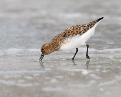 Sanderling, Breeding Plumage