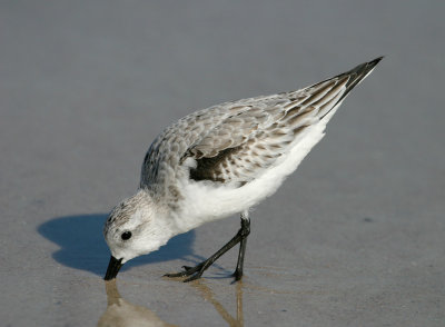 Sanderling 