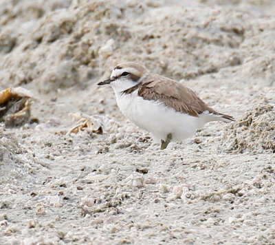 Snowy Plover 