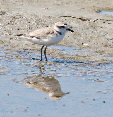 Snowy Plover 