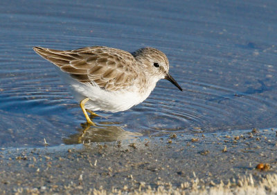 Least Sandpiper, Juvenile