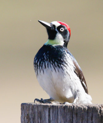 Acorn Woodpecker, Male 