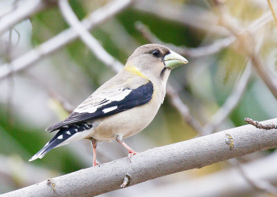 Evening Grosbeak, Female