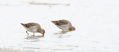 long_billed_dowitcher