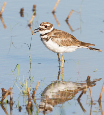 Killdeer 