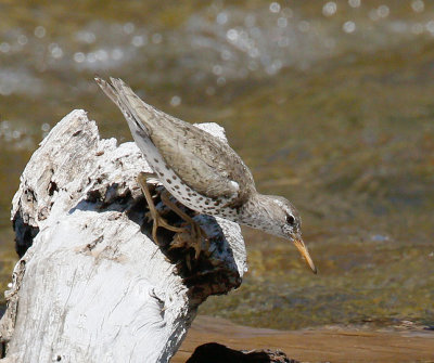 Spotted Sandpiper 