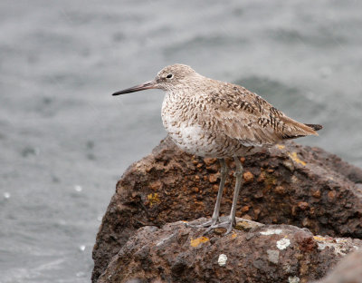 Willet 