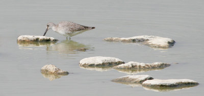 Willet 