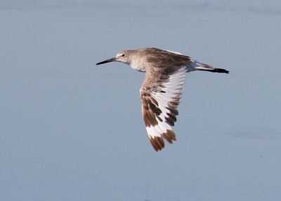 Willet 