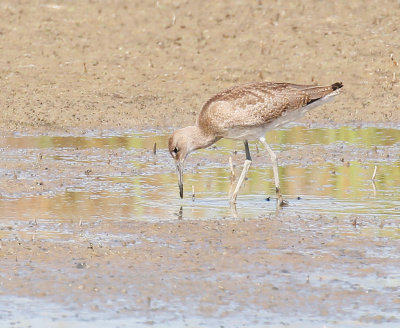 Willet, Juvenile