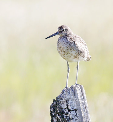 Willet 