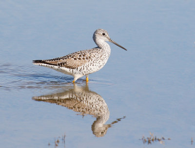 greater_yellowlegs