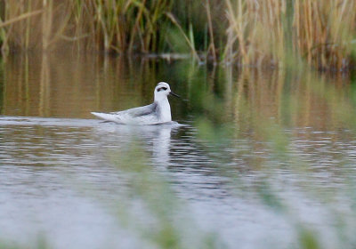 Red Phalarope 