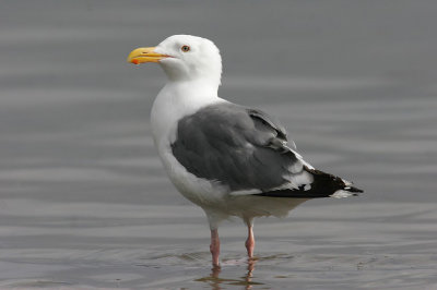 Western Gull, Adult