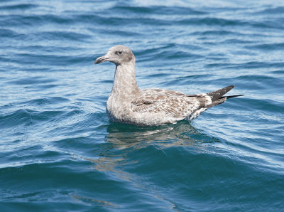 Western Gull, Second Winter 