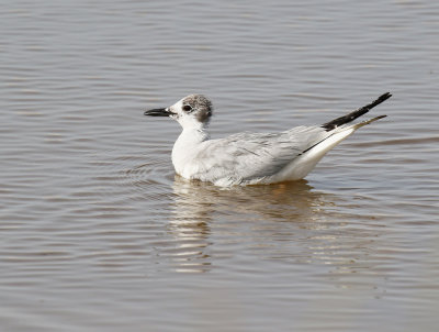 Bonaparte's Gull 