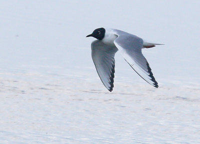 Bonaparte's Gull 