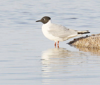 Bonaparte's Gull 