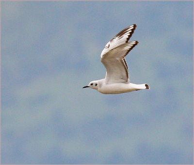 Bonaparte's Gull 