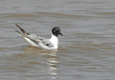 Bonaparte's Gull 