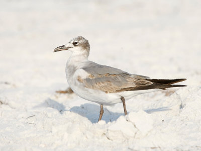 Laughing Gull, First Cycle 