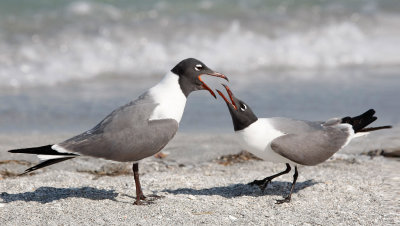 Laughing Gulls 