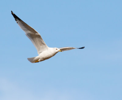 Ring-billed Gull, Adult 