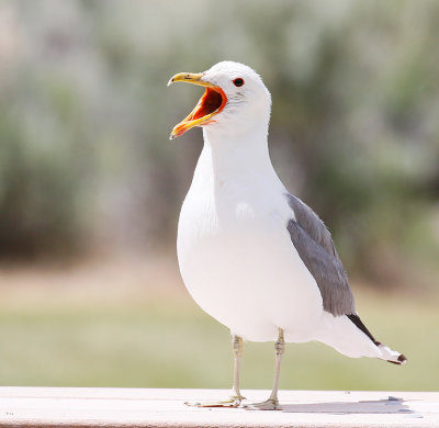 California Gull, Adult 