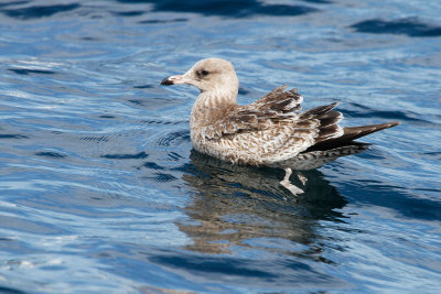 California Gull, First Cycle