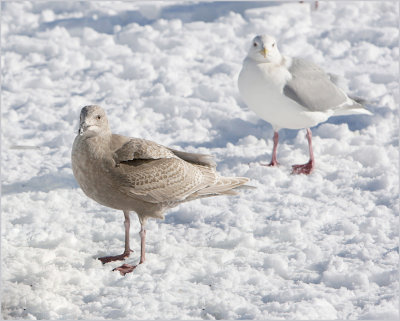 Glaucous-winged Gull 