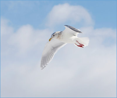 Glaucous-winged Gull 