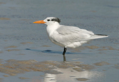 Royal Tern 