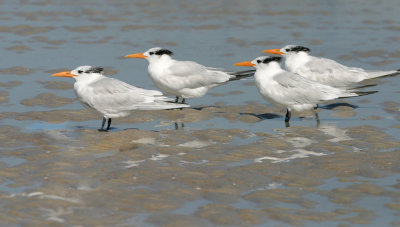 Royal Terns