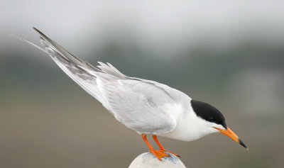 forsters_tern