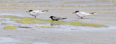 Black and Forster's Terns