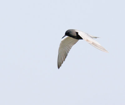 black_tern