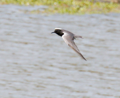 Black Tern 