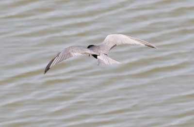 Black Tern 