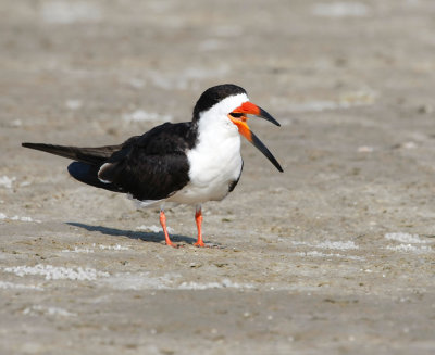 Black Skimmer 