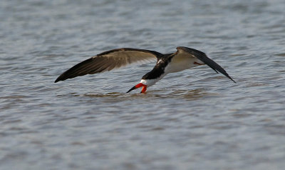 Black Skimmer 