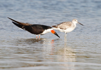 Black Skimmer with Willet