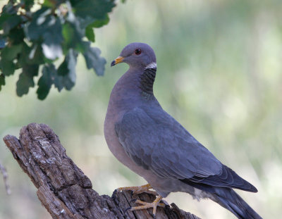 Band-tailed Pigeon 
