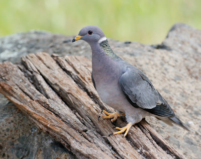 Band-tailed Pigeon 